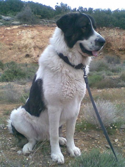 Greek Shepherd Dog Breed Image 5