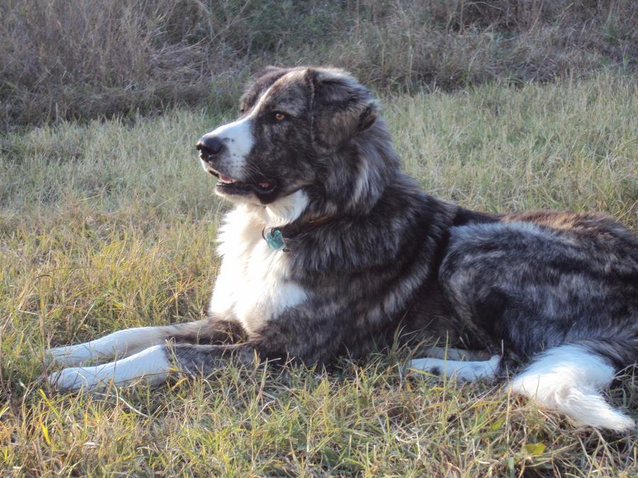 Greek Shepherd Dog Breed Image 7