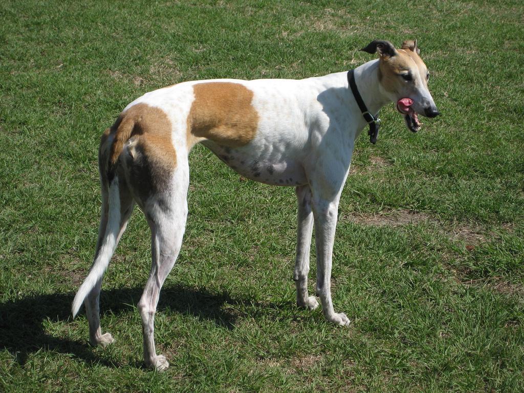 Greyhound Dog Breed Image 1