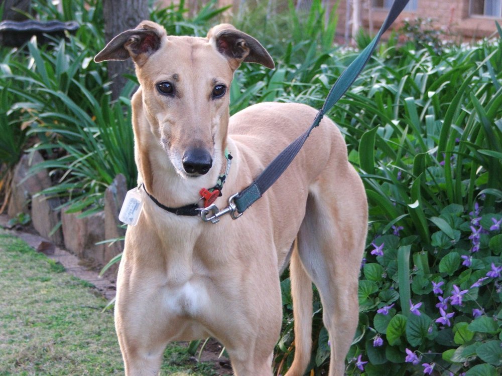 Greyhound Dog Breed Image 13