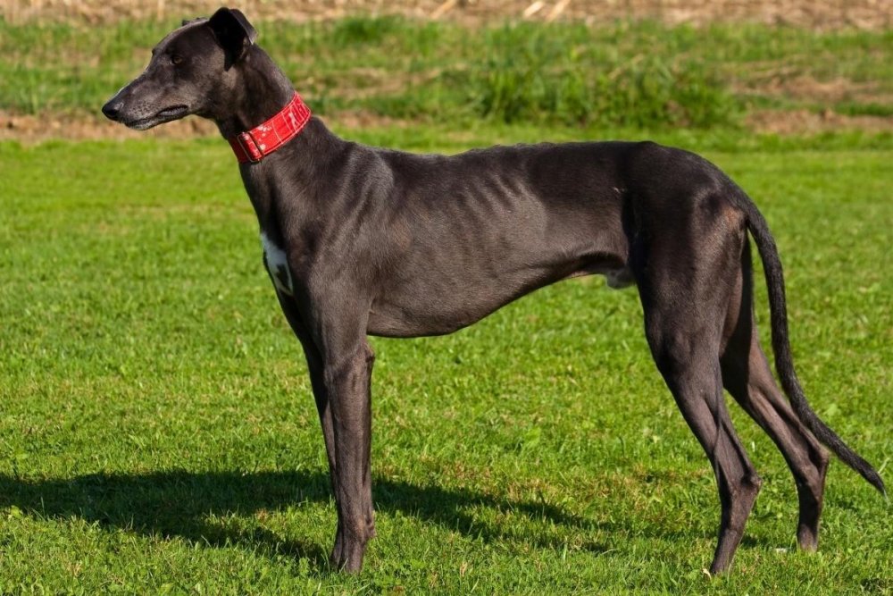 Greyhound Dog Breed Image 15