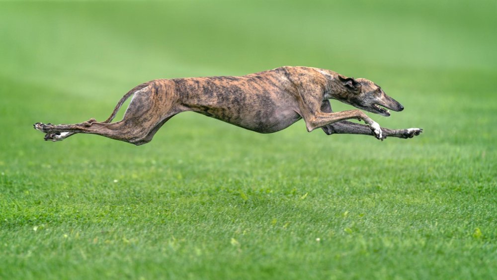 Greyhound Dog Breed Image 16