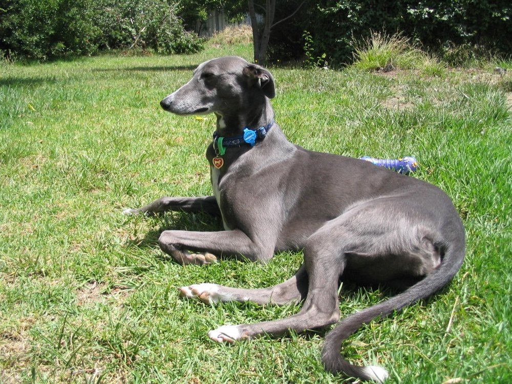 Greyhound Dog Breed Image 18