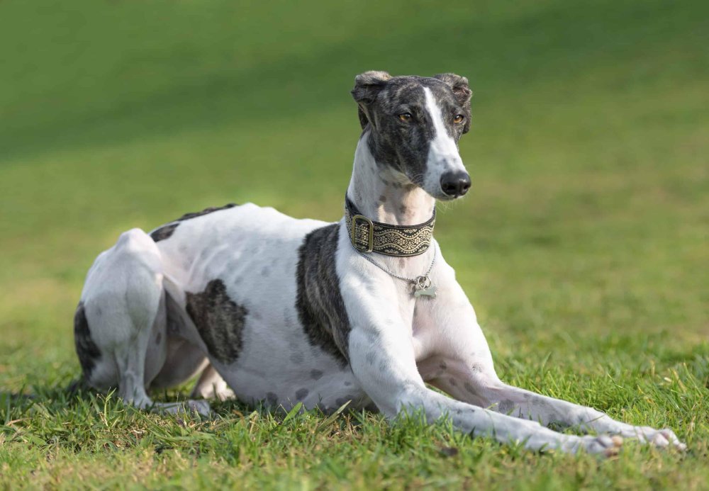 Greyhound Dog Breed Image 4