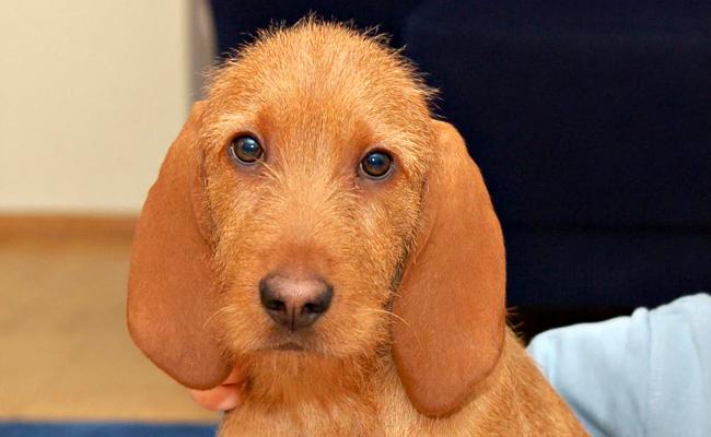 Griffon Fauve de Bretagne Dog Breed Image 10