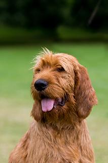 Griffon Fauve de Bretagne Dog Breed Image 2