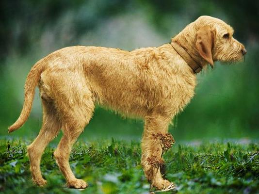 Griffon Fauve de Bretagne Dog Breed Image 20