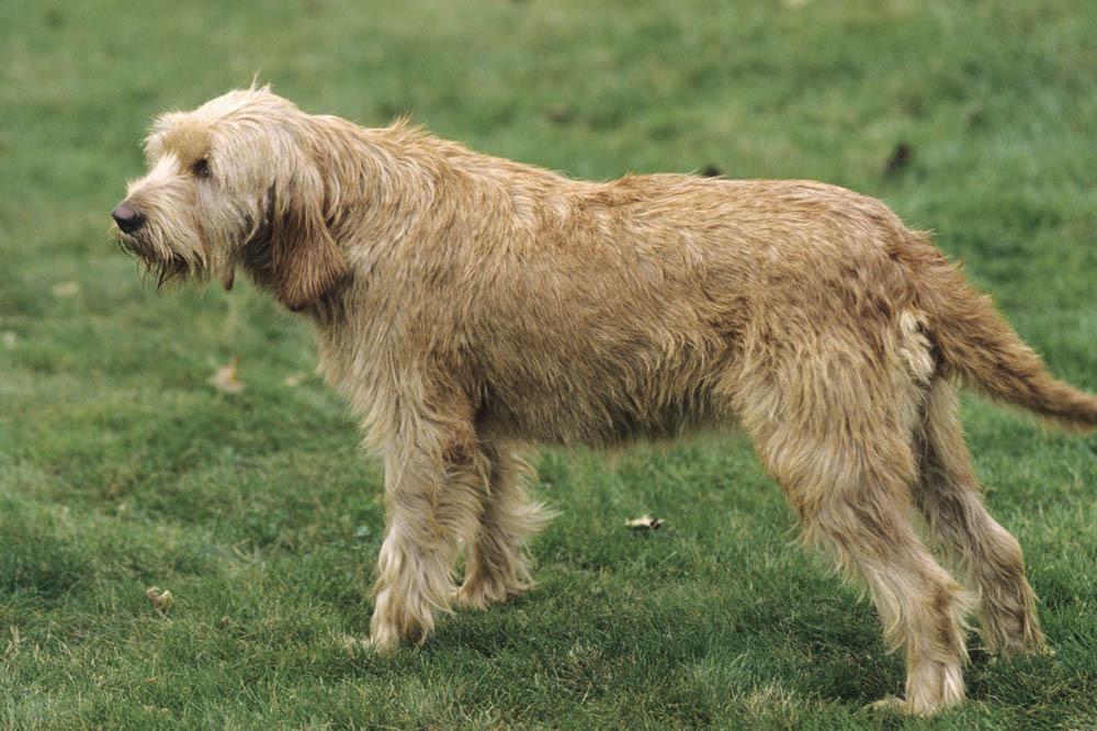 Griffon Fauve de Bretagne Dog Breed Image 5