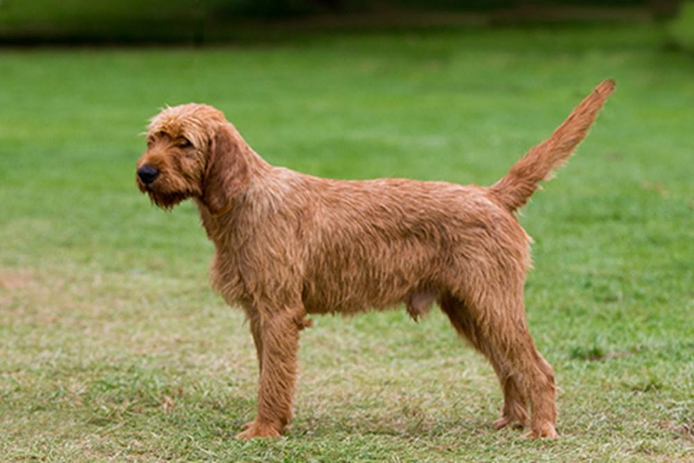 Griffon Fauve de Bretagne Dog Breed Image 7