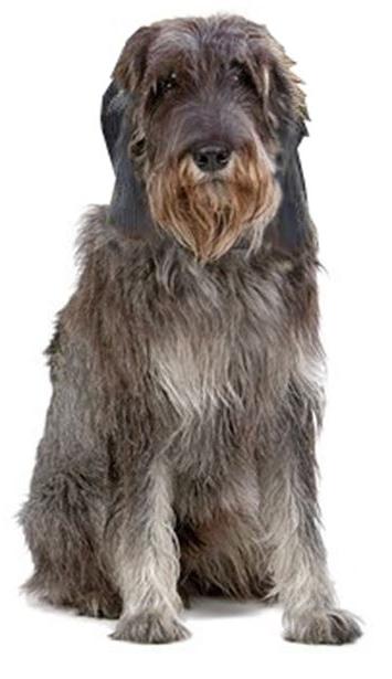 Griffon Nivernais Dog Breed Image 10