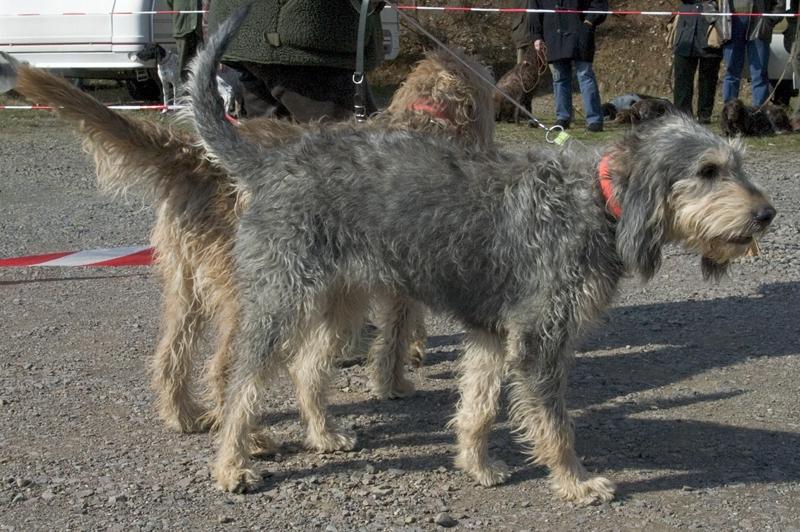 Griffon Nivernais Dog Breed Image 11