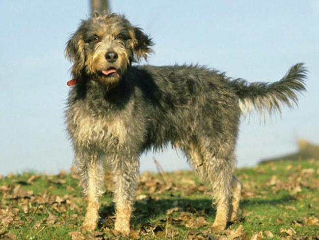 Griffon Nivernais Dog Breed Image 14