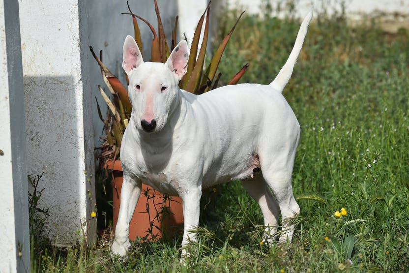 Gull Terrier Dog Breed Image 19