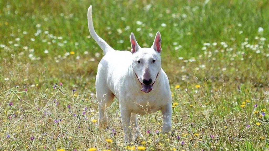 Gull Terrier Dog Breed Image 8