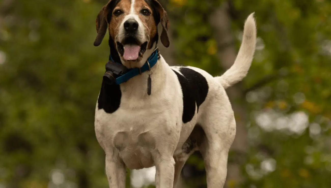 Halden Hound Dog Breed Image 11