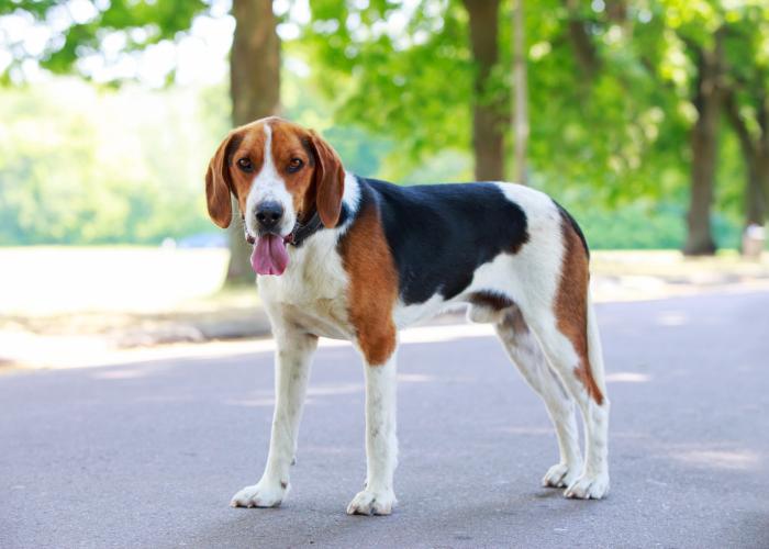 Halden Hound Dog Breed Image 12