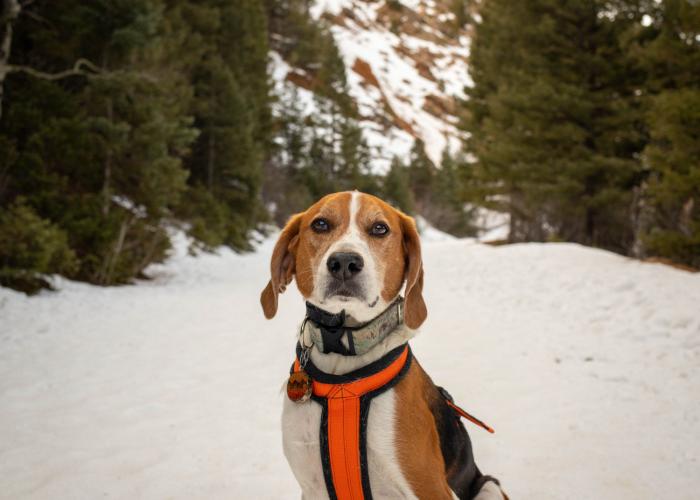 Halden Hound Dog Breed Image 17