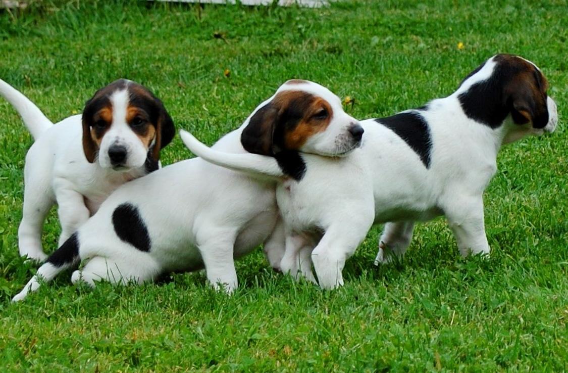 Halden Hound Dog Breed Image 20