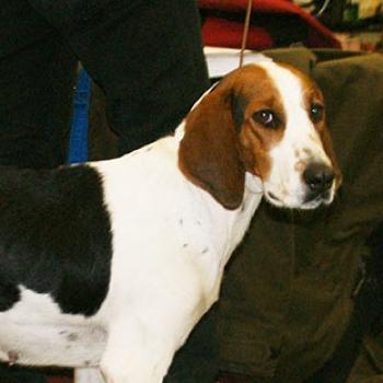 Halden Hound Dog Breed Image 8