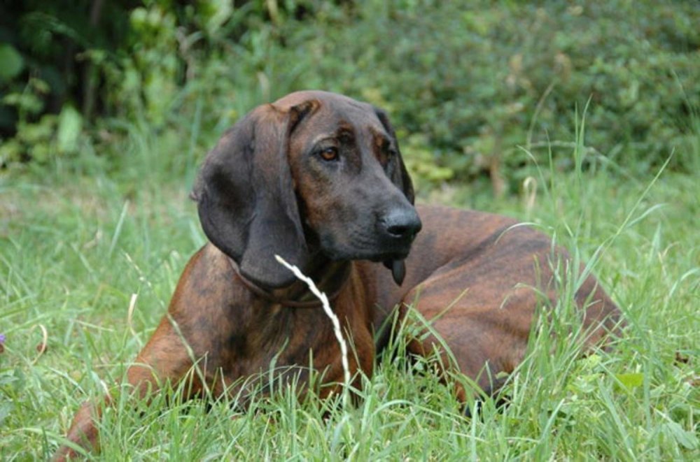 Hanover Hound Dog Breed Image 1