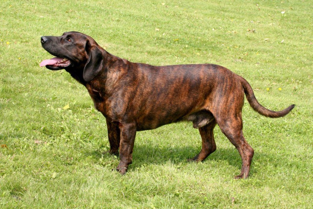 Hanover Hound Dog Breed Image 10