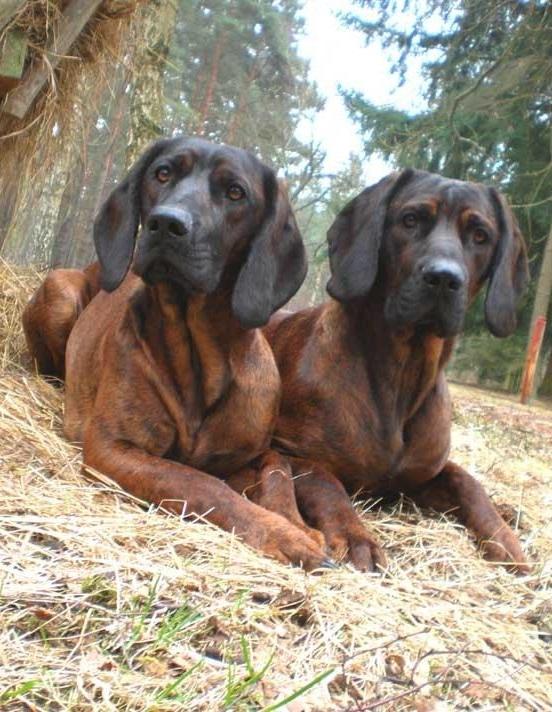 Hanover Hound Dog Breed Image 16