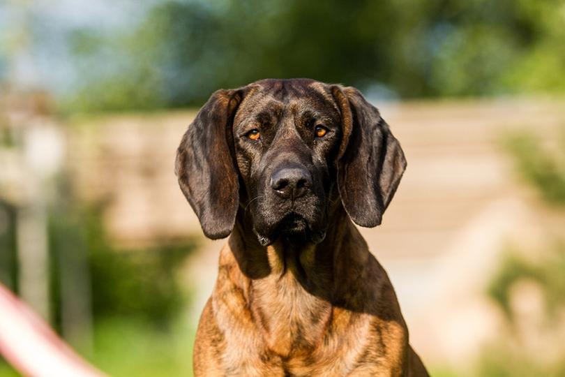 Hanover Hound Dog Breed Image 18