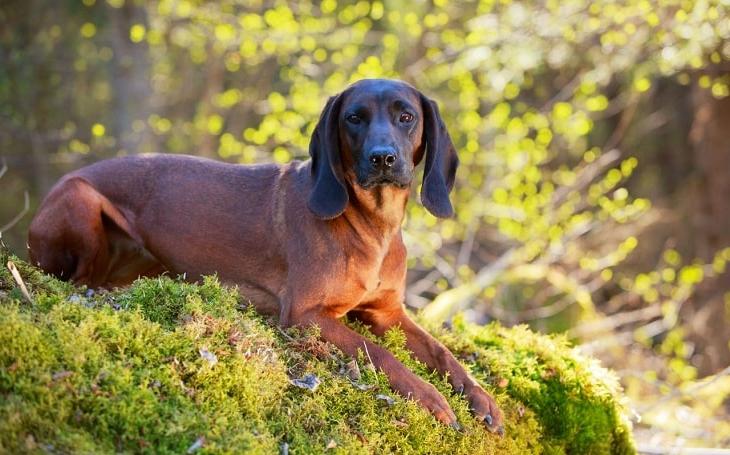 Hanover Hound Dog Breed Image 2