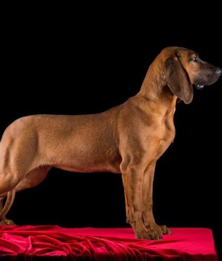 Hanover Hound Dog Breed Image 20