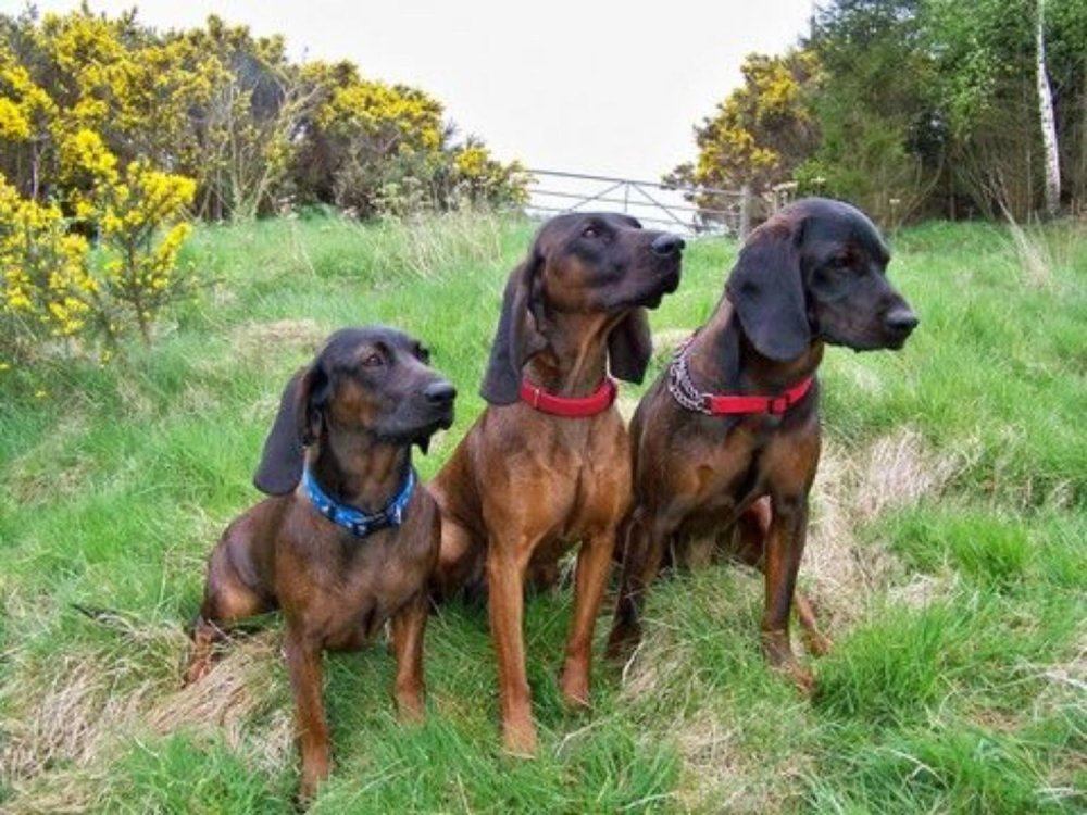 Hanover Hound Dog Breed Image 3