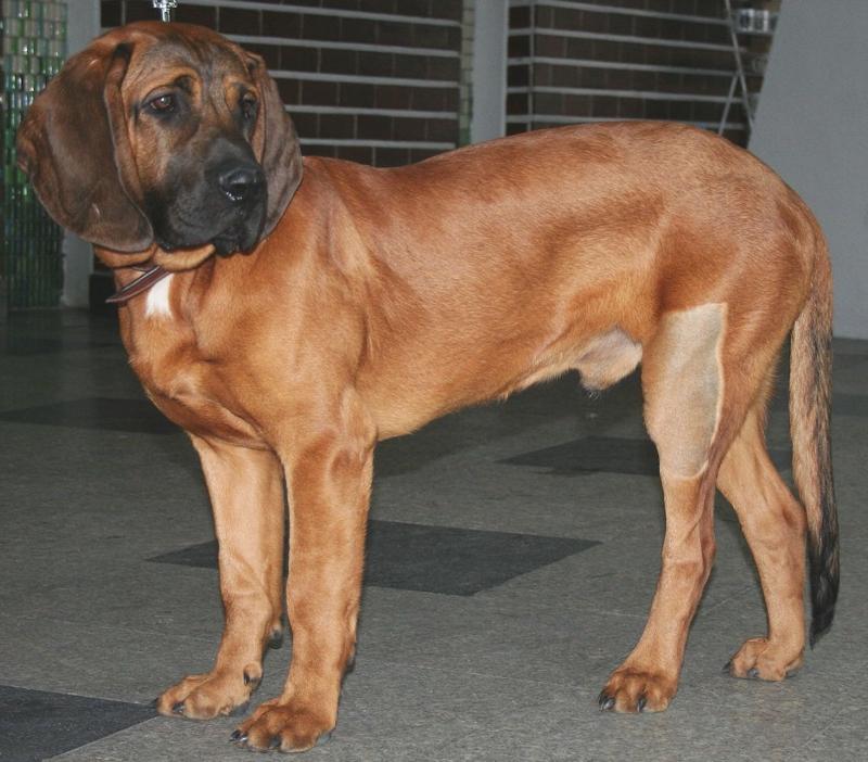 Hanover Hound Dog Breed Image 5