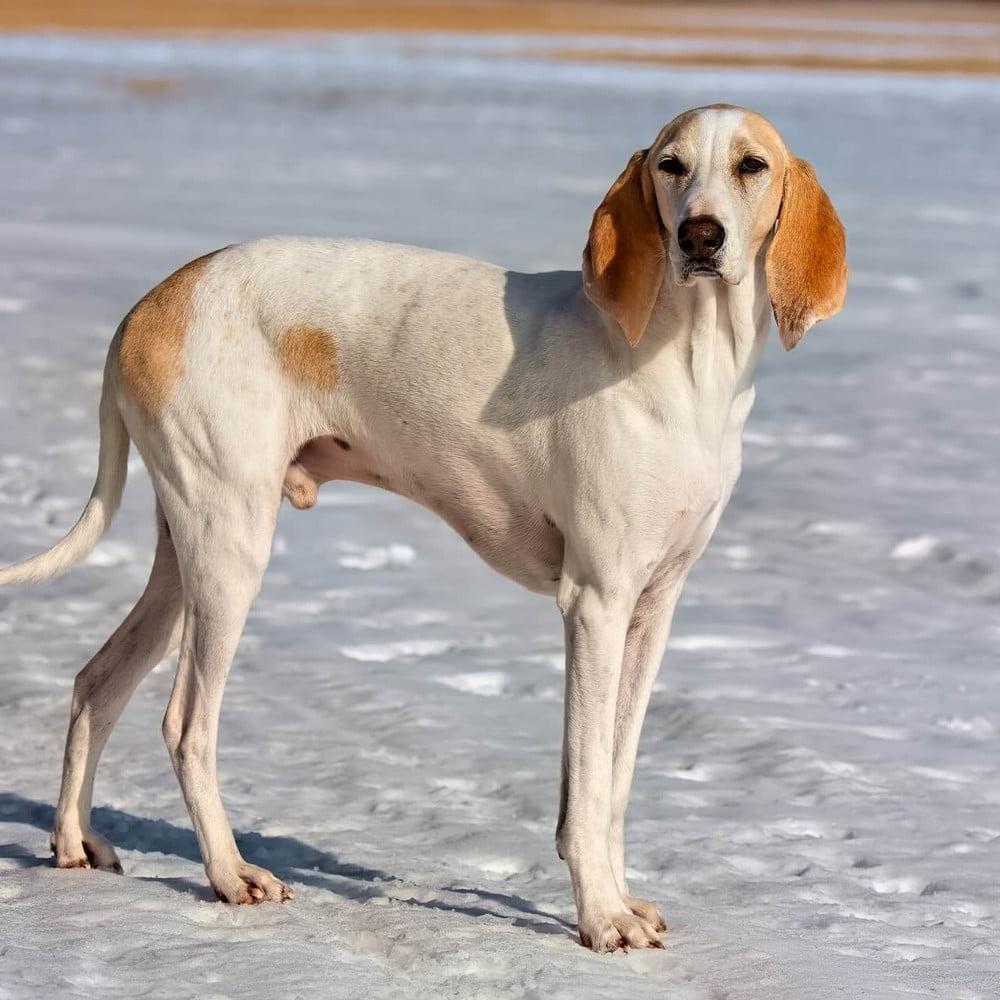 Harrier Dog Breed Image 11