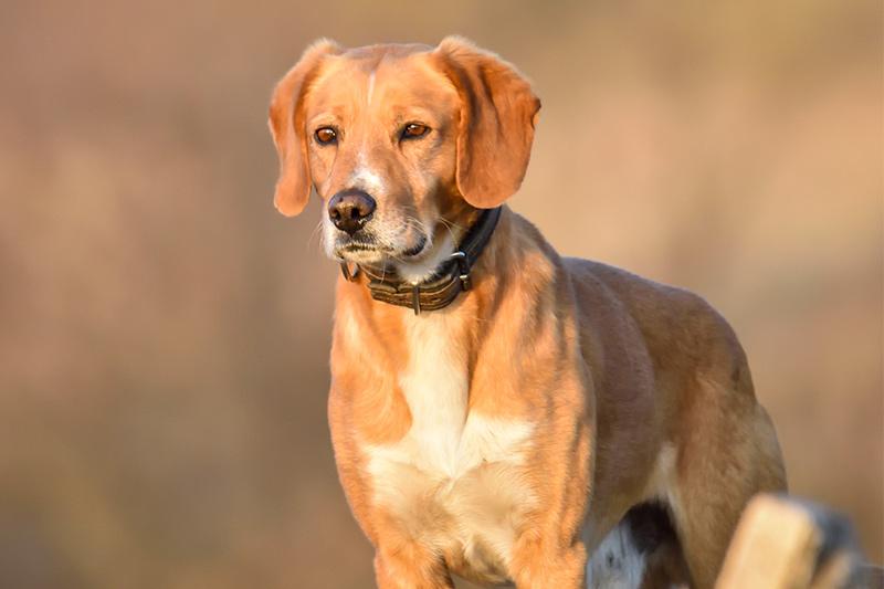 Harrier Dog Breed Image 4