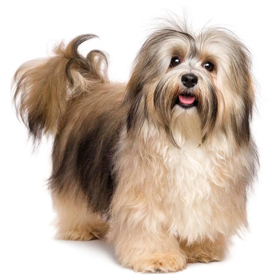 Havanese Dog Breed Image 12