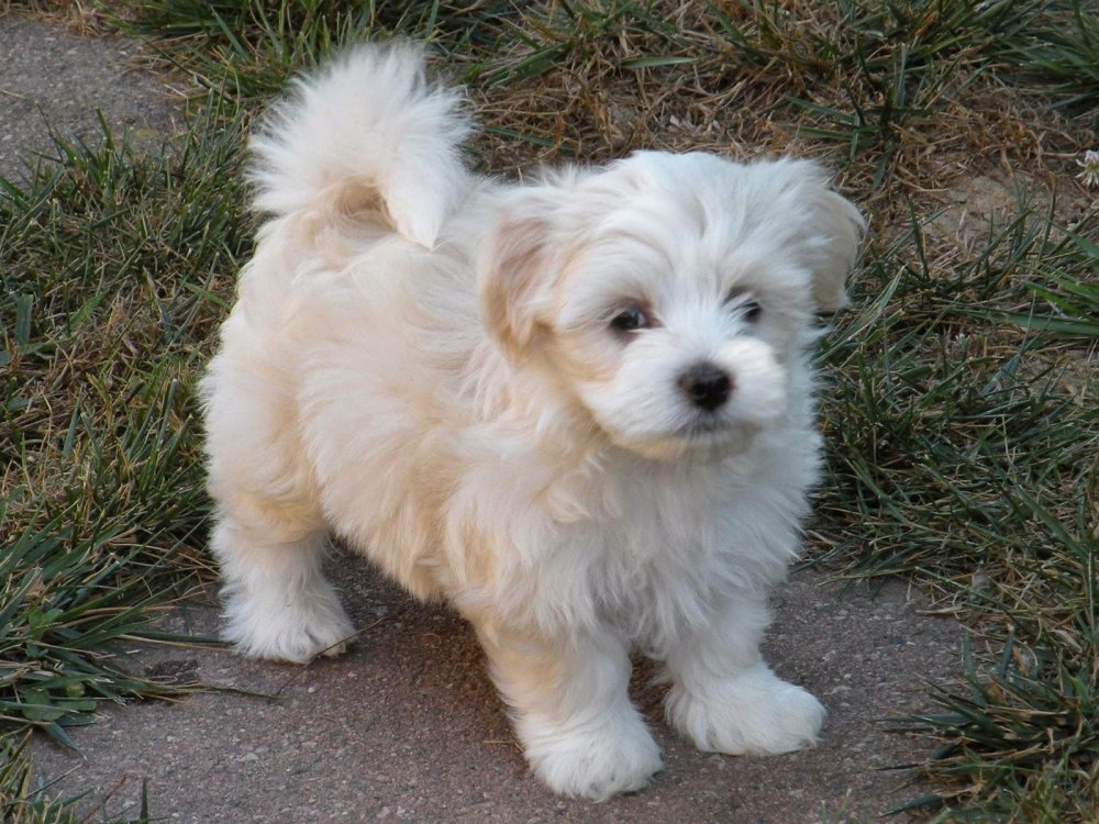 Havanese Dog Breed Image 15