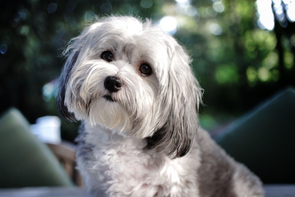 Havanese Dog Breed Image 7