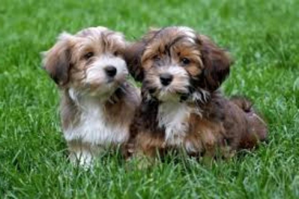 Havanese Dog Breed Image 8