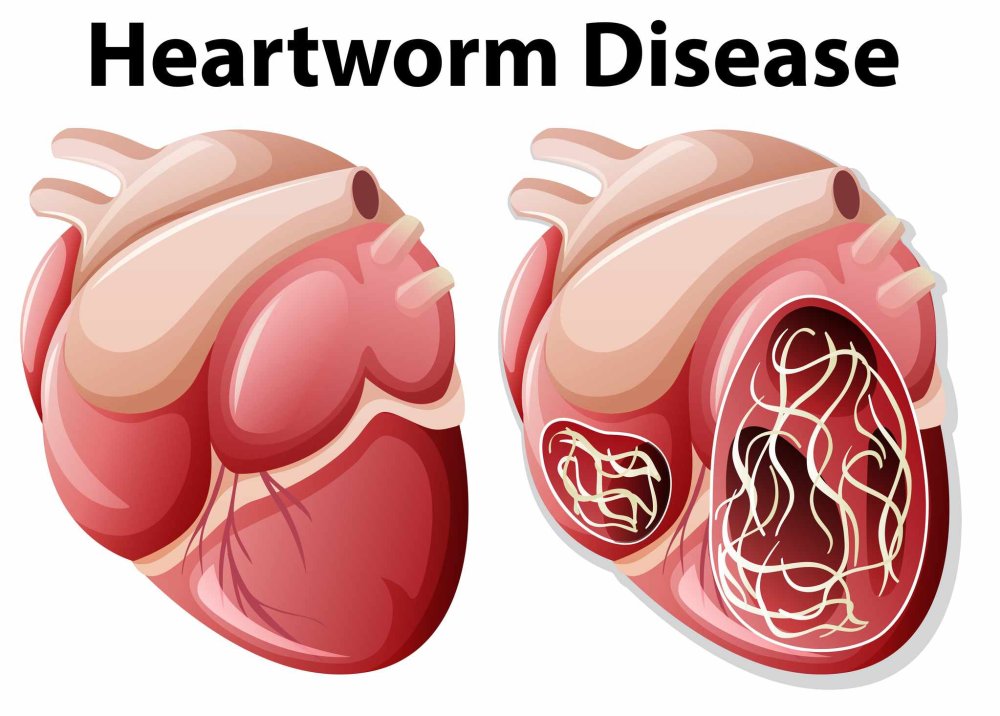 Heartworm in Dogs Image 1