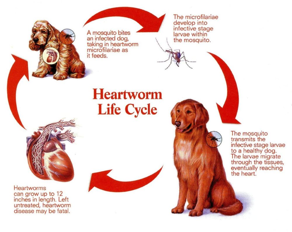 Heartworm in Dogs Image 18