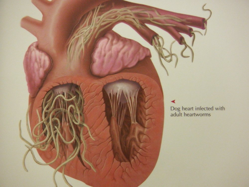 Heartworm in Dogs Image 2