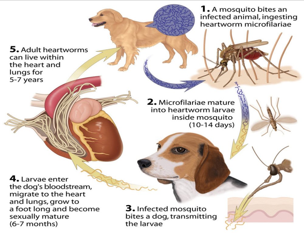 Heartworm in Dogs Image 8