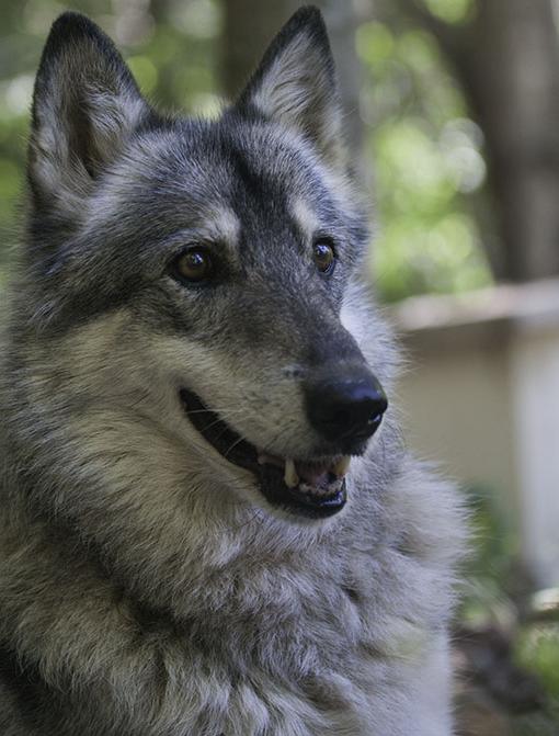 Hierran WolfDog Breed Image 10