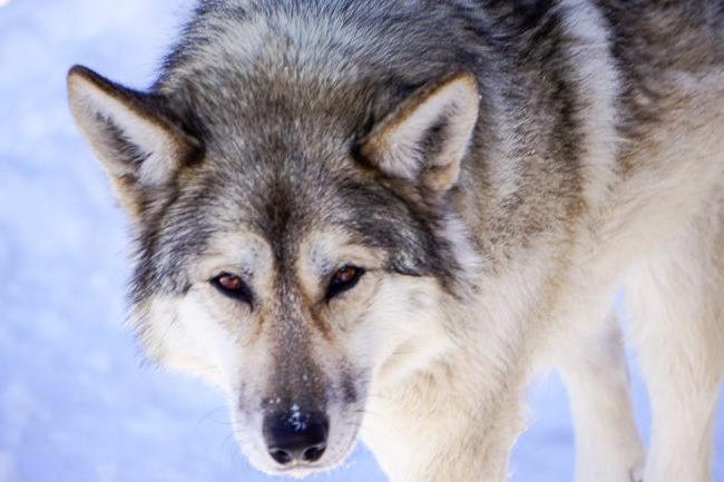 Hierran WolfDog Breed Image 13