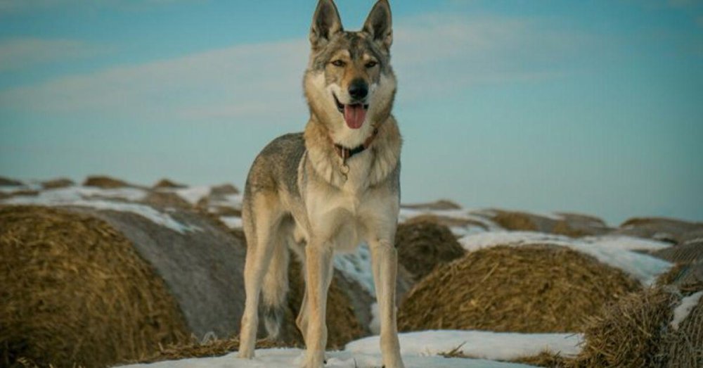 Hierran WolfDog Breed Image 18