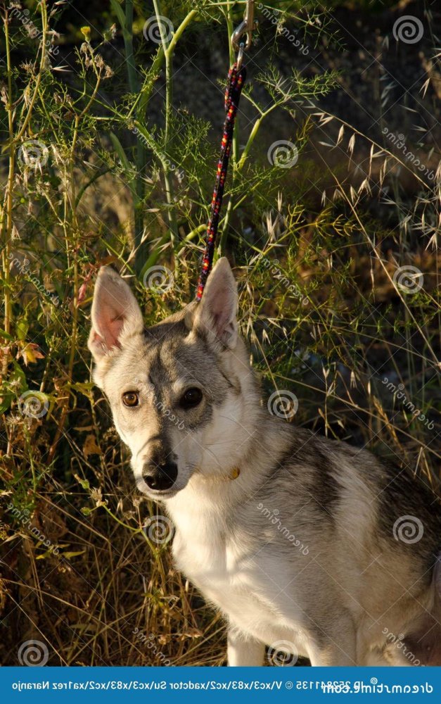 Hierran WolfDog Breed Image 2