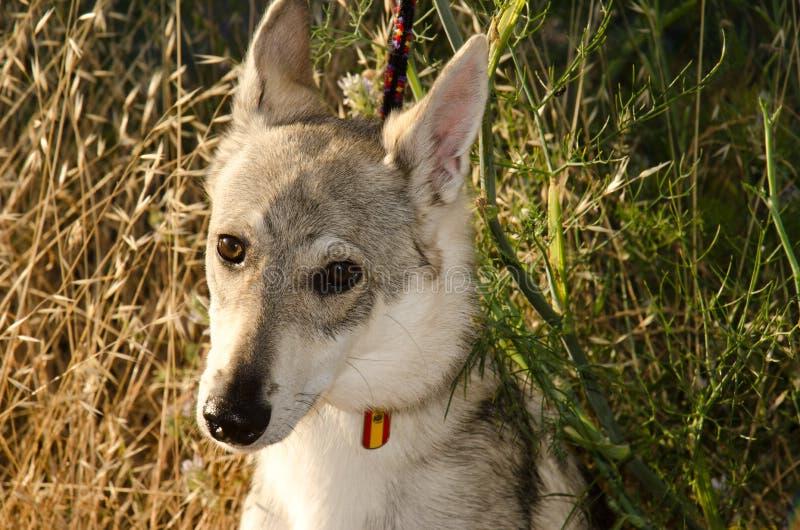 Hierran WolfDog Breed Image 5