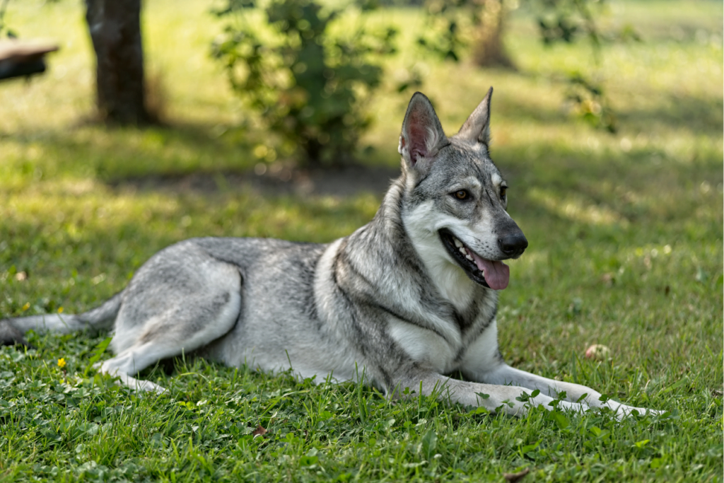 Hierran WolfDog Breed Image 6