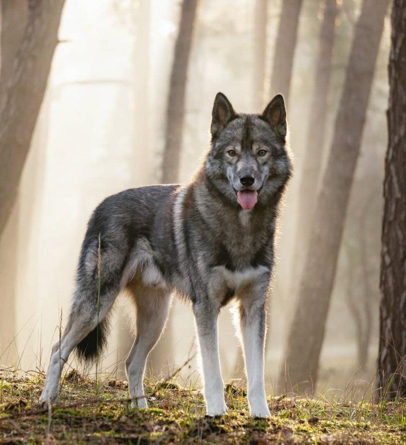 Hierran WolfDog Breed Image 9