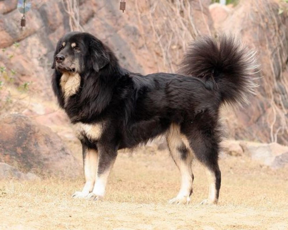 Himalayan SheepDog Breed Image 1