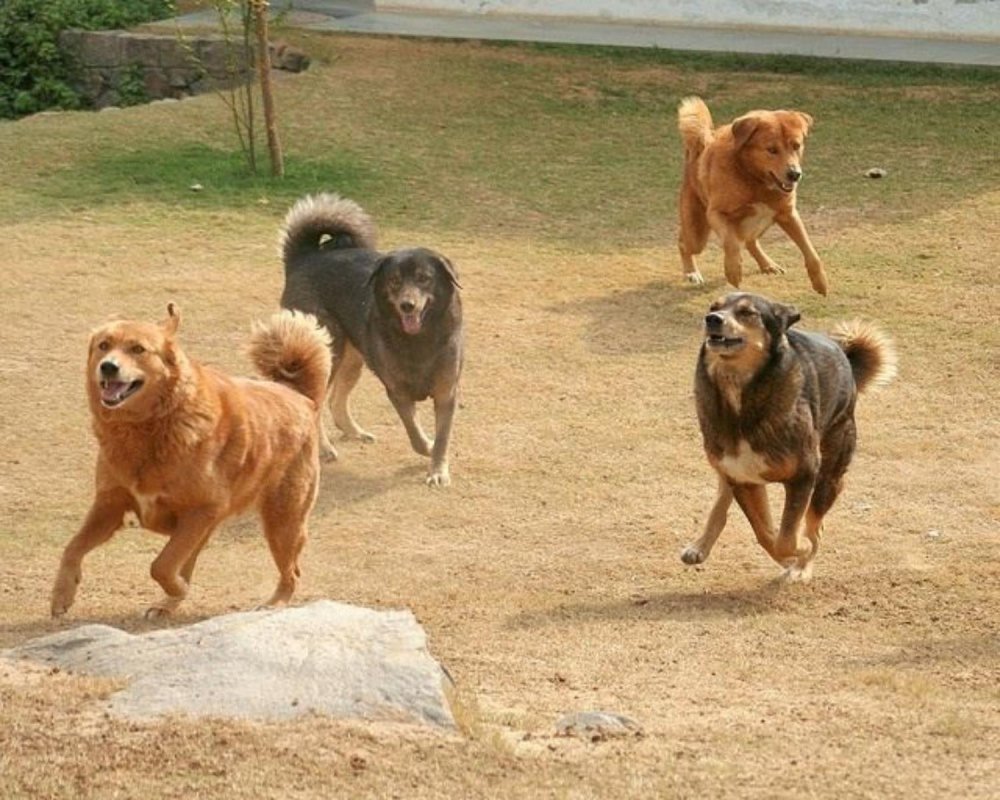 Himalayan SheepDog Breed Image 8